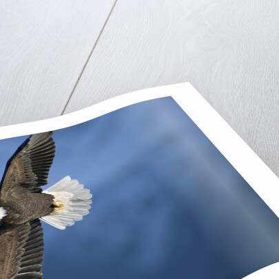 American Bald Eagle in Flight by Anonymous