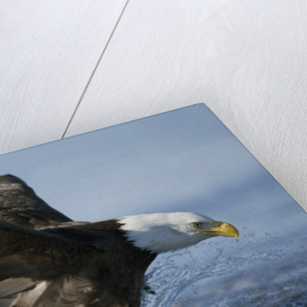 American Bald Eagle Fishing by Anonymous