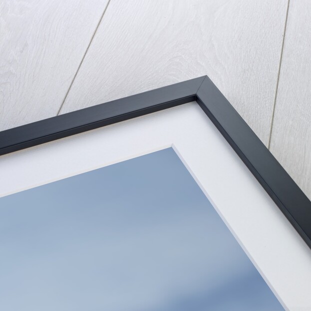 American Bald Eagle Fishing by Anonymous