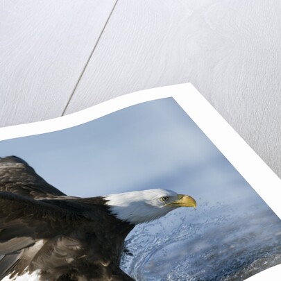 American Bald Eagle Fishing by Anonymous