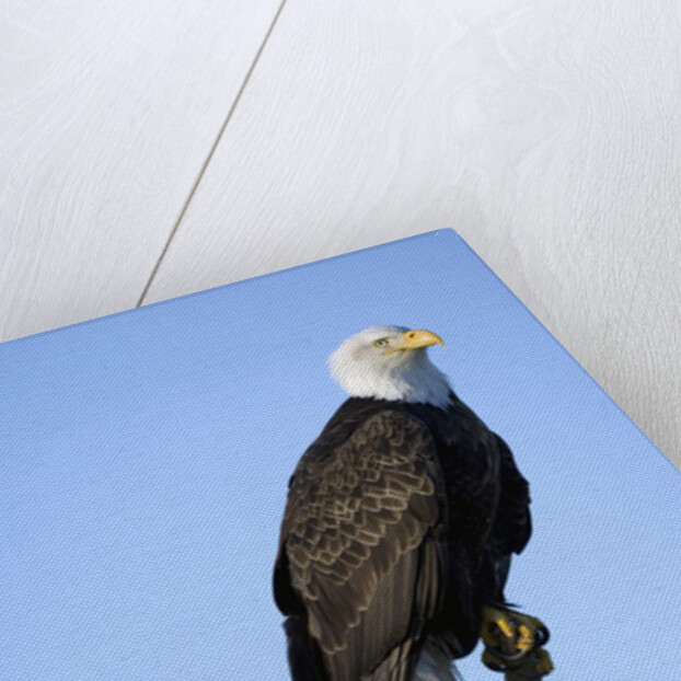 Bald Eagle Perched on Branch by Anonymous