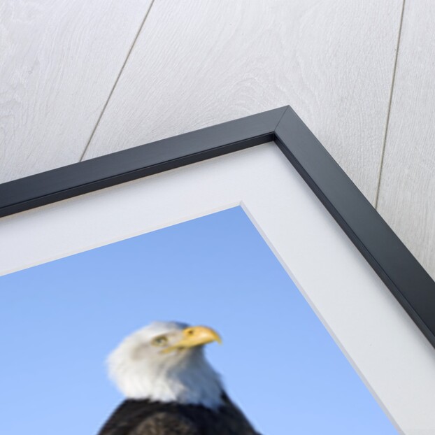 Bald Eagle Perched on Branch by Anonymous