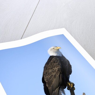 Bald Eagle Perched on Branch by Anonymous