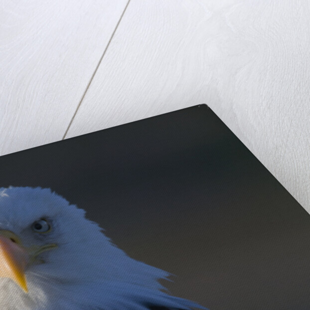 Bald Eagle by Anonymous