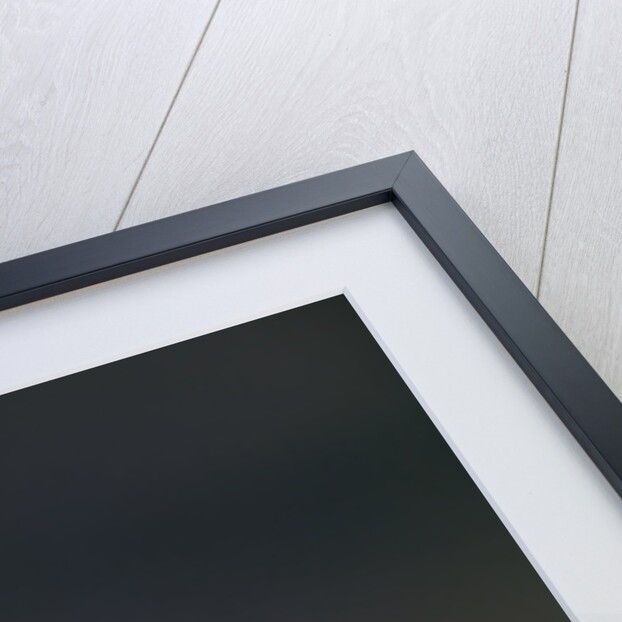 Bald Eagle by Anonymous