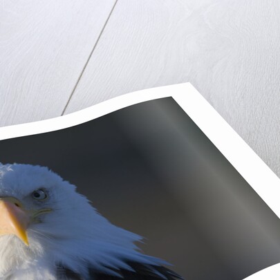 Bald Eagle by Anonymous