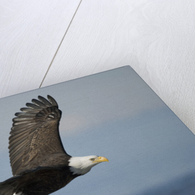 Bald Eagle in Flight by Anonymous
