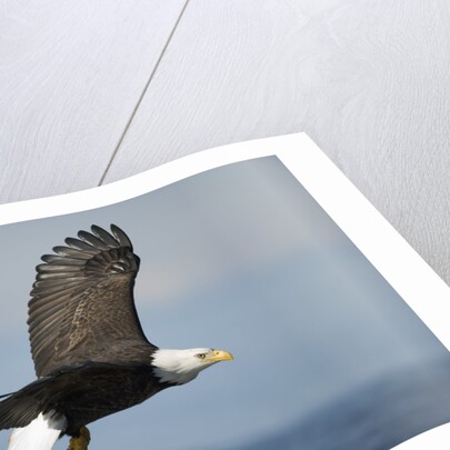 Bald Eagle in Flight by Anonymous