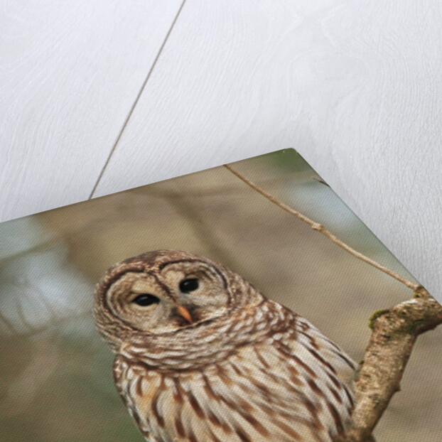 Barred Owl on Tree Branch by Anonymous