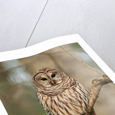 Barred Owl on Tree Branch by Anonymous