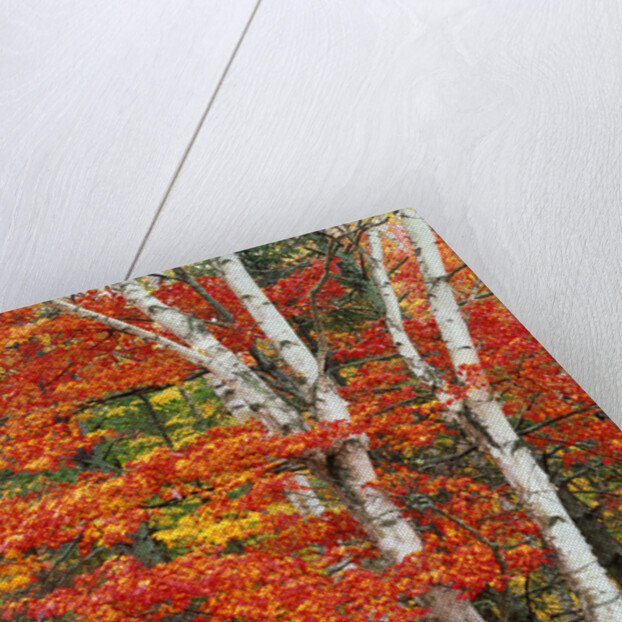 Red Maple and Birch Trees by Anonymous