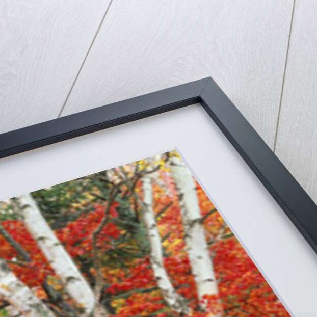 Red Maple and Birch Trees by Anonymous