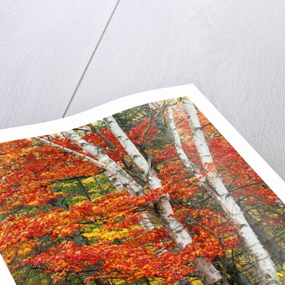 Red Maple and Birch Trees by Anonymous