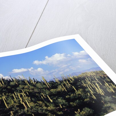 Saguaro Cactus on Hillside by Anonymous