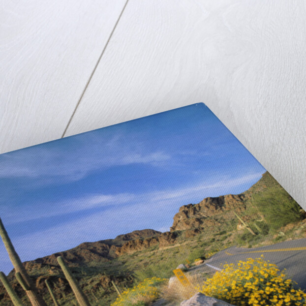 Desert Road with Cactus and Brittlebush by Anonymous