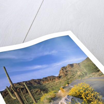 Desert Road with Cactus and Brittlebush by Anonymous