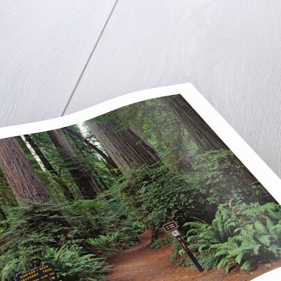 Trailhead into Redwood Forest by Anonymous