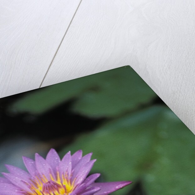 Lotus Flower by Anonymous