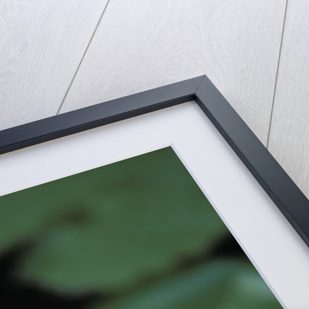 Lotus Flower by Anonymous