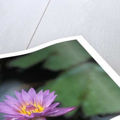 Lotus Flower by Anonymous