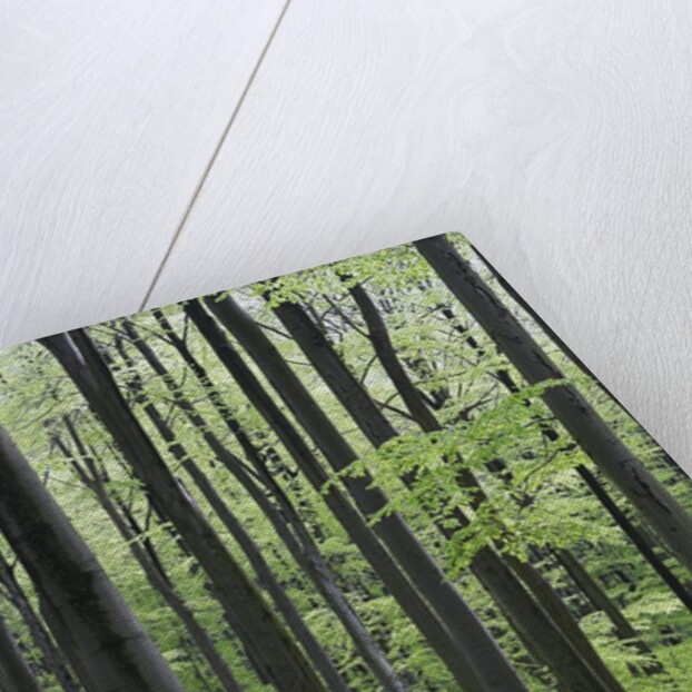 Trees in Forest by Anonymous