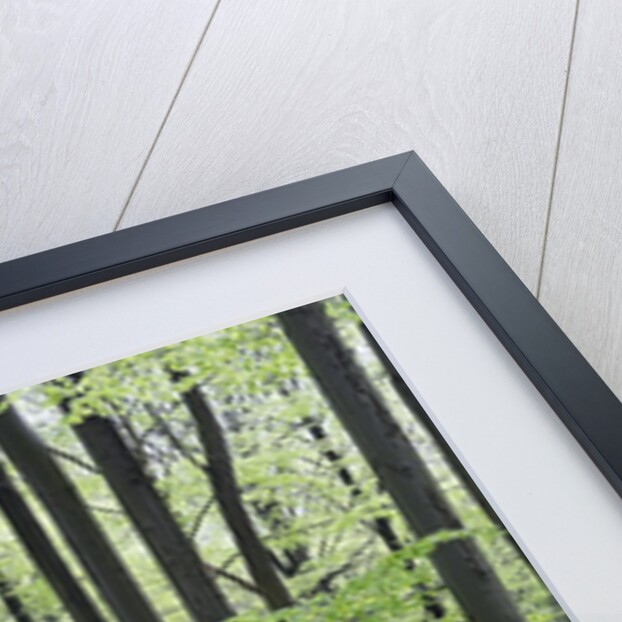 Trees in Forest by Anonymous