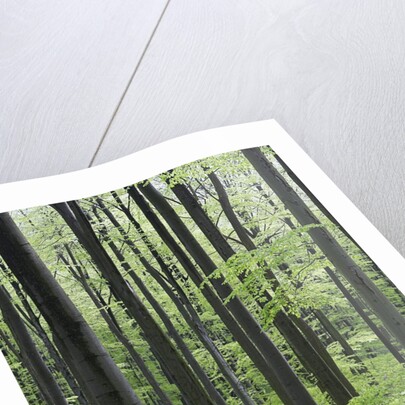 Trees in Forest by Anonymous