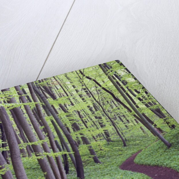 Trail Through Trees in Forest by Anonymous