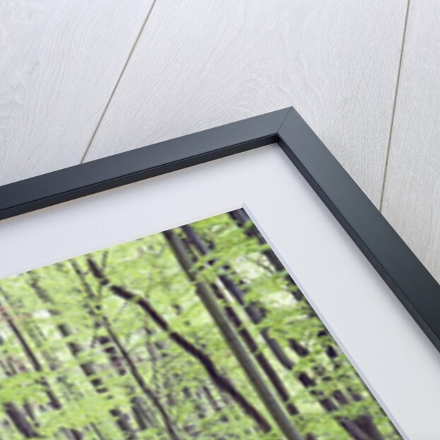 Trail Through Trees in Forest by Anonymous