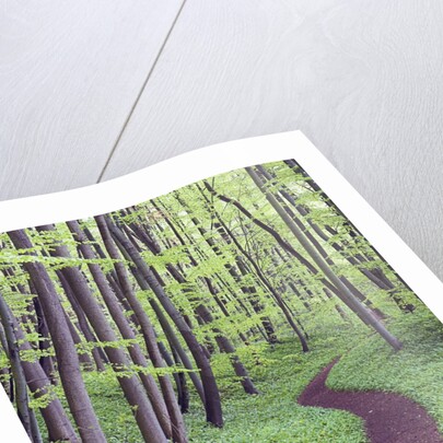 Trail Through Trees in Forest by Anonymous