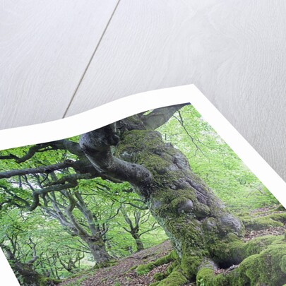 Old Tree With Surface Roots in Forest by Anonymous