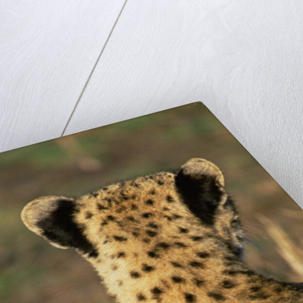 Cheetah Cub by Anonymous