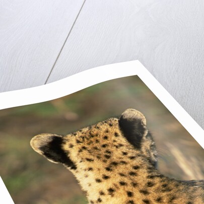 Cheetah Cub by Anonymous