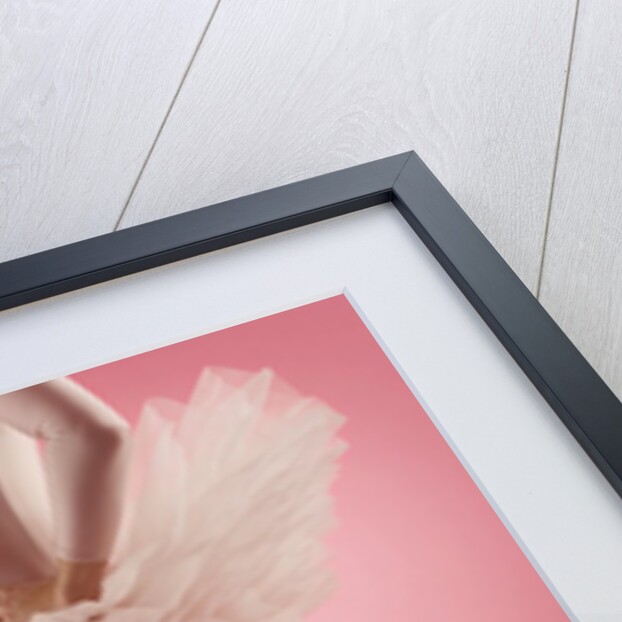 Ballerina by Anonymous