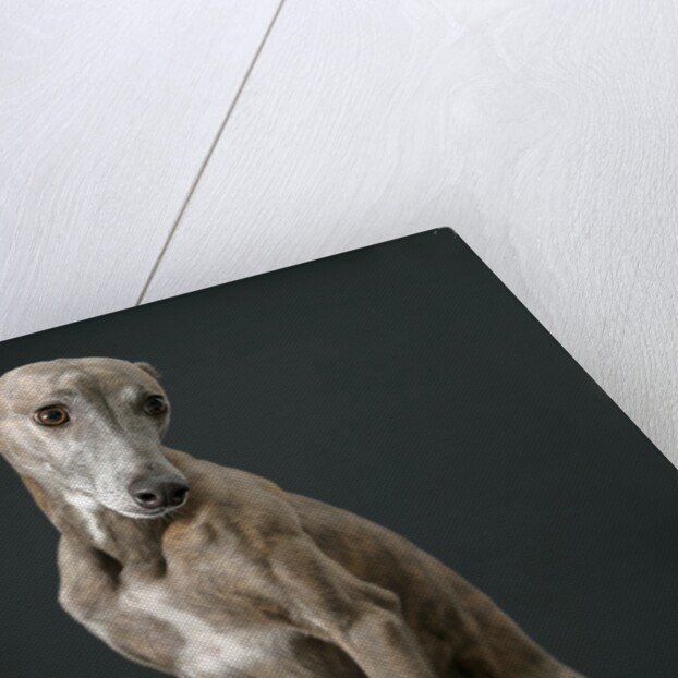 Whippet by Anonymous