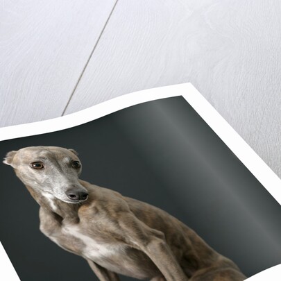 Whippet by Anonymous