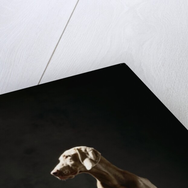 Alert Weimaraner by Anonymous