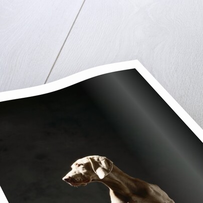 Alert Weimaraner by Anonymous