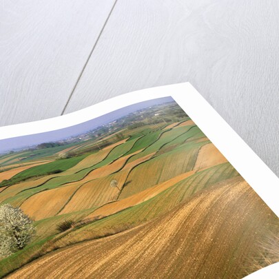 Agricultural Fields on Farm by Anonymous