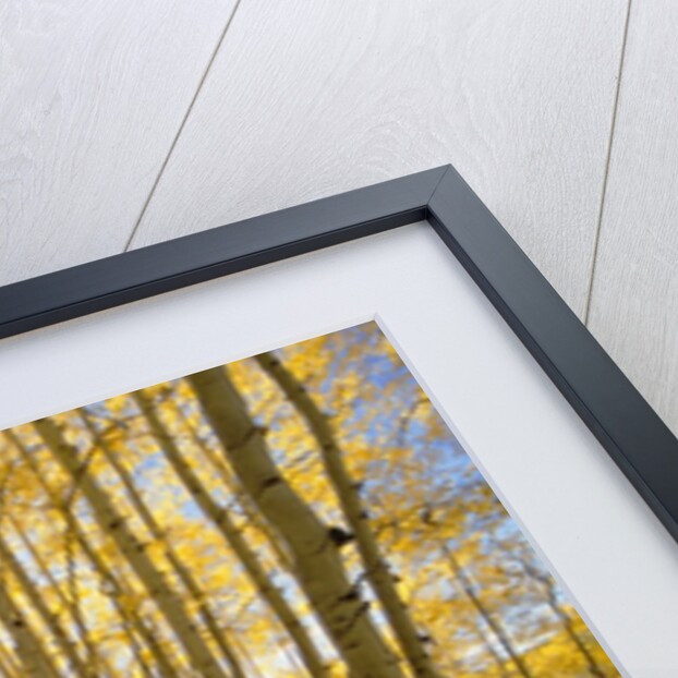 Aspen Trees in Autumn by Anonymous