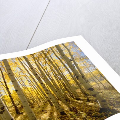 Aspen Trees in Autumn by Anonymous