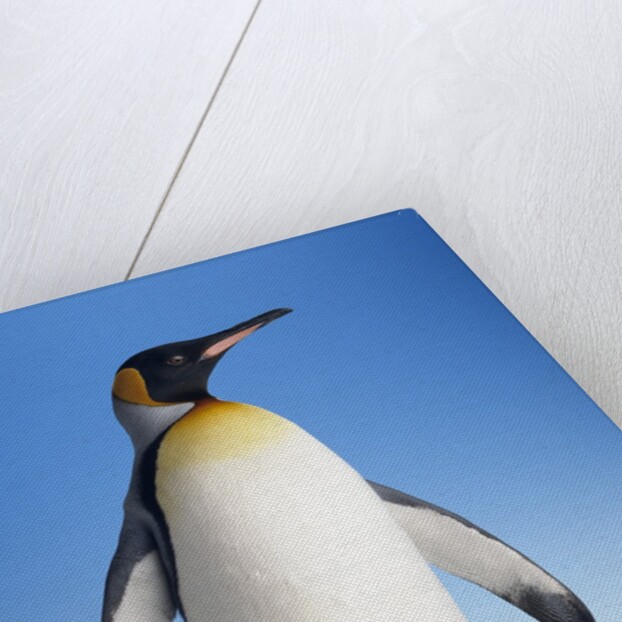 King Penguin by Anonymous