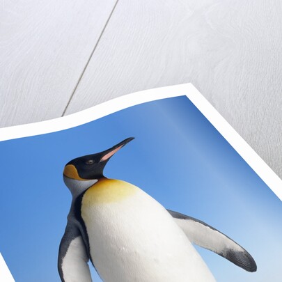 King Penguin by Anonymous