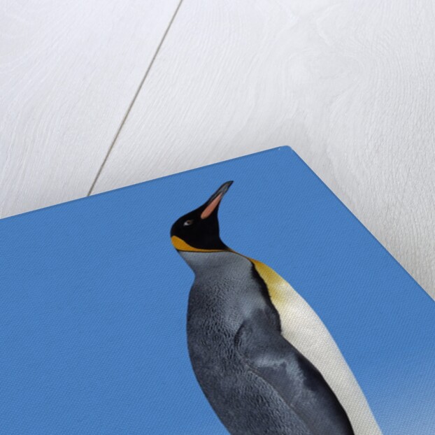 King Penguin by Anonymous
