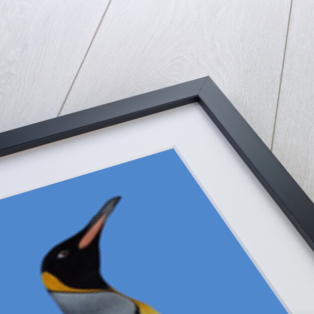 King Penguin by Anonymous