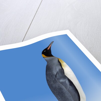 King Penguin by Anonymous