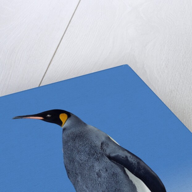 King Penguin by Anonymous