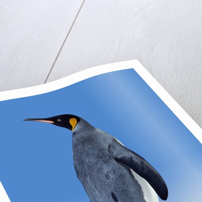 King Penguin by Anonymous