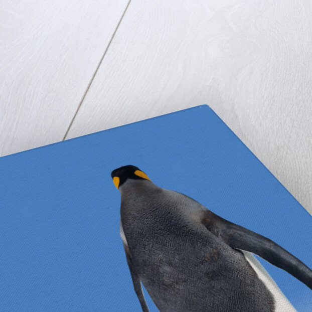 King Penguin by Anonymous