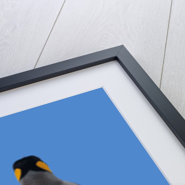 King Penguin by Anonymous